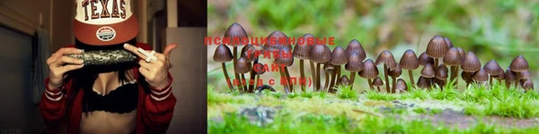 прущие крисы Аркадак
